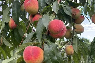 356 Range Rd, Atkinson, ME 04426 - Photo 55