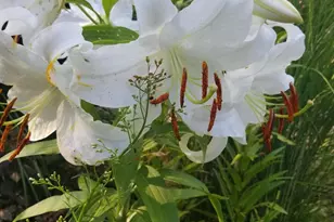 32 Houghton St, Auburn, ME 04210 - Photo 37