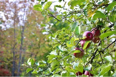 406 Pinnacle Road, Canaan, ME 04924 - Photo 35