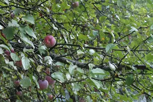 406 Pinnacle Rd, Canaan, ME 04924 - Photo 33