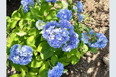 1 Vanessa Lane, Saco, ME 04072 - Photo 55