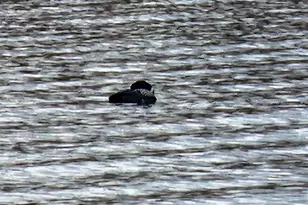 10 Goose River Estates, Swanville, ME 04915 - Photo 31