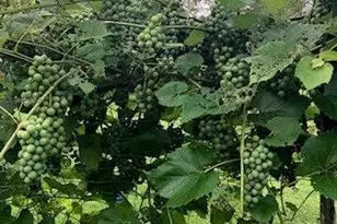 4 Abbi Ln, Scarborough, ME 04074 - Photo 19