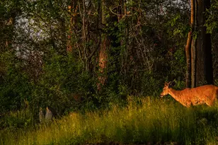 4 Ice House Point, York, ME 03909 - Photo 83