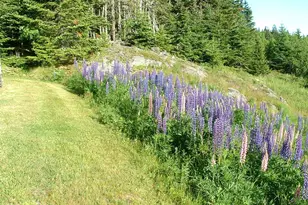 613 Yoho Head Rd, Machiasport, ME 04655 - Photo 67