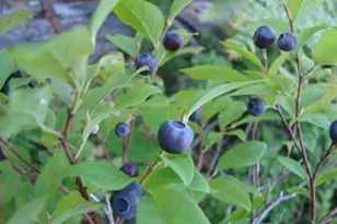 119 Fish St, Fryeburg, ME 04037 - Photo 41