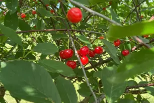 100 Morneault Rd, Saint Agatha, ME 04772 - Photo 9