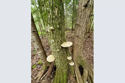 0 Mill Street, Princeton, ME 04668 - Photo 11