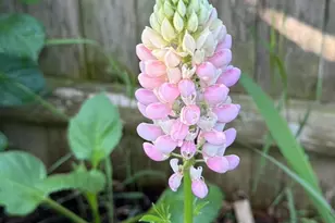 1 Joy Pl, Portland, ME 04102 - Photo 29