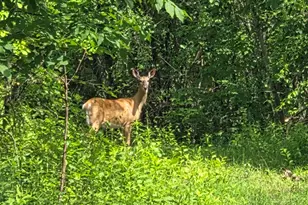 594 River Road Rd, Windham, ME 04062 - Photo 21