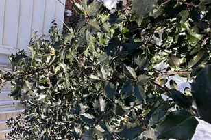 50 Boutelle Ave, Waterville, ME 04901 - Photo 23