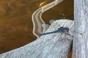 277 Gus Moore Rd, Penobscot, ME 04476 - Photo 47