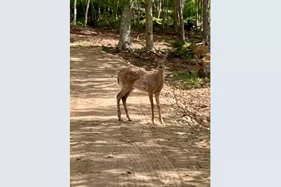 Lot 9-Part Rt 190 Road, Eastport, ME 04631 - Photo 19