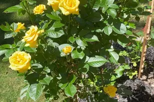 11 Anderson Ave, Westbrook, ME 04092 - Photo 21