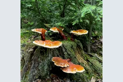 80 Wheaton Way, Bradford, ME 04410 - Photo 41