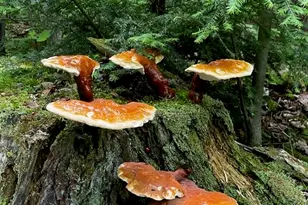 80 Wheaton Wy, Bradford, ME 04410 - Photo 41