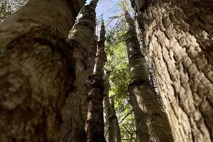 80 Wheaton Wy, Bradford, ME 04410 - Photo 37