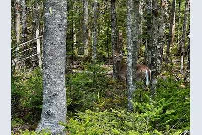 Lot 15 Collins Cove Road, Machiasport, ME 04655 - Photo 9