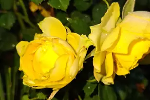 35 Deerfield Dr, Brunswick, ME 04011 - Photo 43