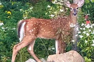 170 Partridge Cove Rd, Lamoine, ME 04605 - Photo 39