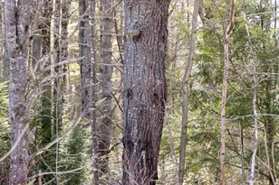 M4L38&39 West Old Main Rd, Lowell, ME 04493 - Photo 1