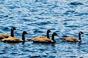 150 Birchwood Rd, Gray, ME 04039 - Photo 31