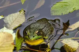 260 Nyes Corner Rd, Saint Albans, ME 04971 - Photo 45