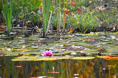 260 Nyes Corner Road, Saint Albans, ME 04971 - Photo 43