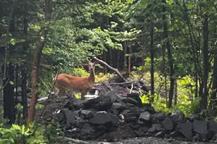 260 Nyes Corner Rd, Saint Albans, ME 04971 - Photo 41