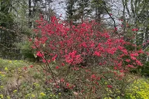 203 Garnet Head Rd, Pembroke, ME 04666 - Photo 81