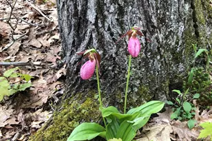105 Cushman Point Rd, Wiscasset, ME 04578 - Photo 103