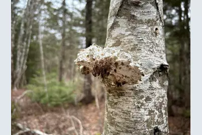 Wa31P01L21 Kings Street, Dennysville, ME 04628 - Photo 29