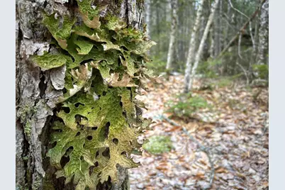 Wa31P01L21 Kings Street, Dennysville, ME 04628 - Photo 27