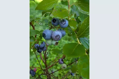 48 Pennell Avenue, Portland, ME 04103 - Photo 55