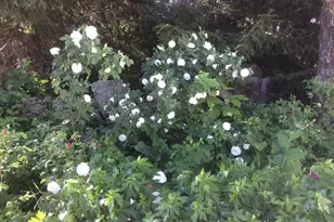 482 Back Rd, Shapleigh, ME 04076 - Photo 83