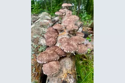 334 Johnson Road, Auburn, ME 04210 - Photo 51