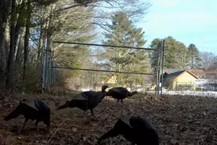 334 Johnson Rd, Auburn, ME 04210 - Photo 59