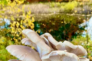 334 Johnson Rd, Auburn, ME 04210 - Photo 49