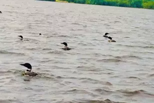 28 Moose Crk Dr, Newport, ME 04953 - Photo 29