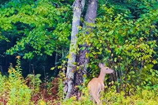 28 Moose Crk Dr, Newport, ME 04953 - Photo 27