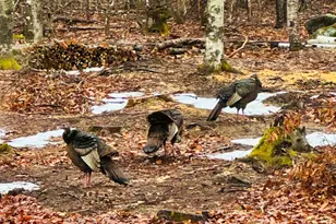 1180 Great Moose Dr, Hartland, ME 04943 - Photo 25