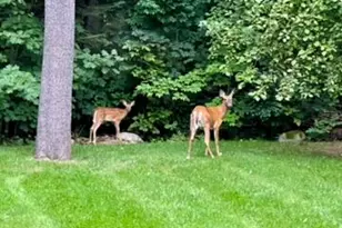 43 Darling Parke Dr, Bangor, ME 04401 - Photo 103