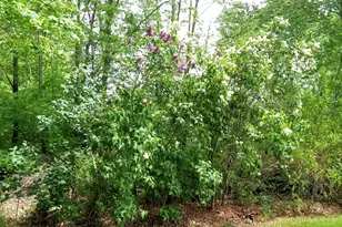 71 Upper-Charleston Rd, Charleston, ME 04422 - Photo 125