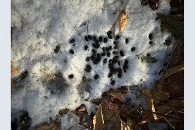 Map13Lot11 Field View Road, Fryeburg, ME 04037 - Photo 17