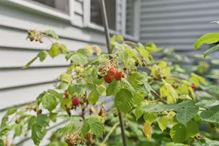 12 Jewell St, Brunswick, ME 04011 - Photo 79