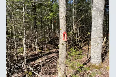 Lot 22 Schoodic Point Road, Medford, ME 04463 - Photo 7