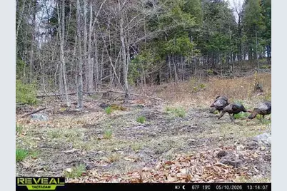 Map7Lot9 Wm Livermore Road, Fayette, ME 04349 - Photo 25