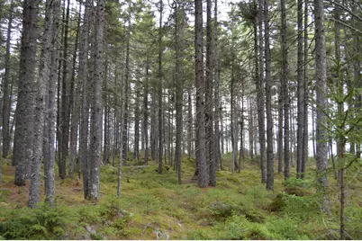 M1 L12-10 Toothaker Island, Rangeley Plt,  04970 - Photo 41