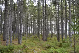 M1 L12-10 Toothaker Island, Rangeley Plt,  04970 - Photo 41