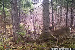 345 McIntyre Rd, Woodland, ME 04736 - Photo 25